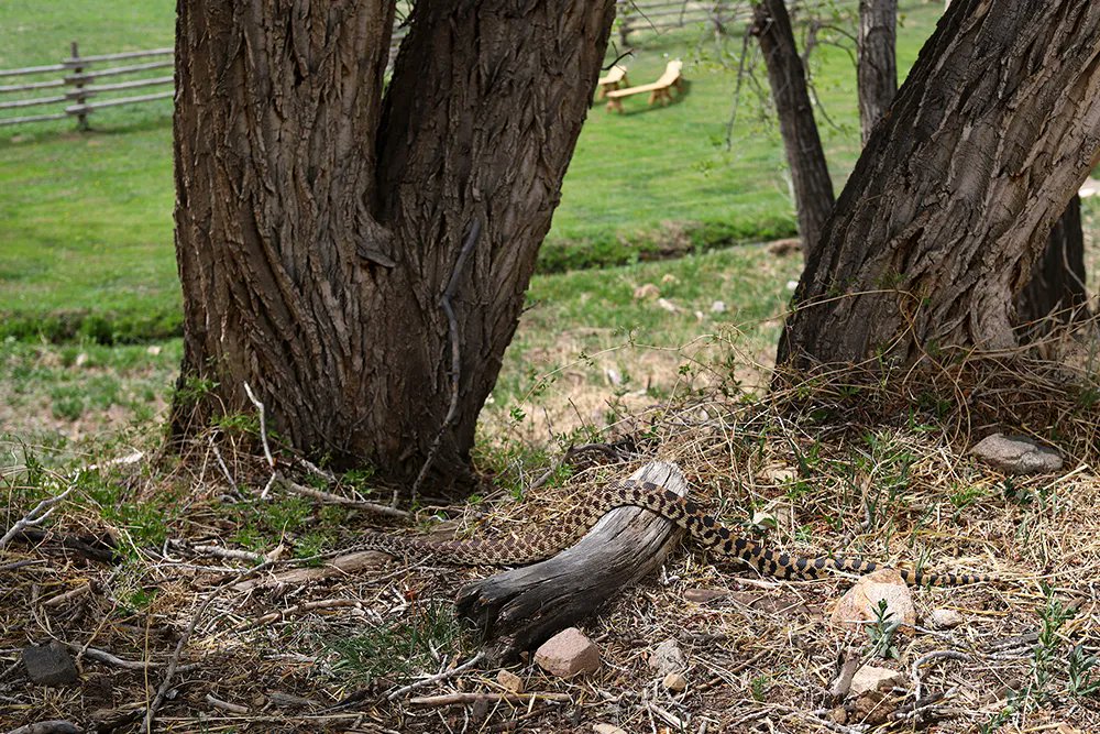 SettingsEvent's tweet photo. We were relieved to learn this was a bullsnake and not a rattler. 
-
#bullsnake #colorado #wildlife #snakesofinstagram #rentals #weddingrentals #benches #coloradorentals #partyrentals #eventrentals #perksofthejob #hazardsofthejob #wehaveit #settingseventrental 
-
@phrecklesphoto https://t.co/OZQOQbUwEU