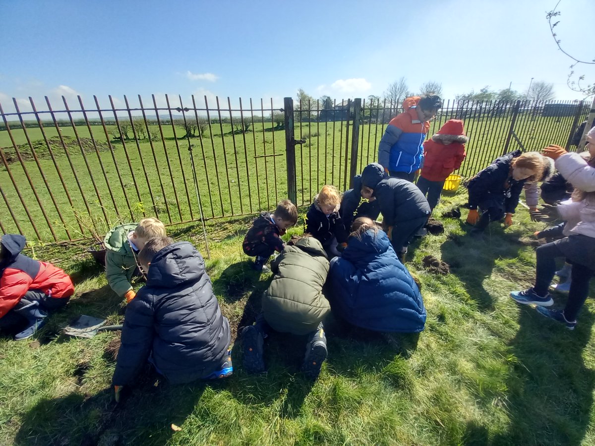 CityofTreesMcr's tweet photo. What a lovely few days spent at Thornham St James’ Primary School in Oldham. 

165 children joined us - planting a new woodland area and hedges on their school grounds. As the woodland grows it can be enjoyed by pupils for years to come🌳💚

#treeplanting https://t.co/QQfkyTVuby