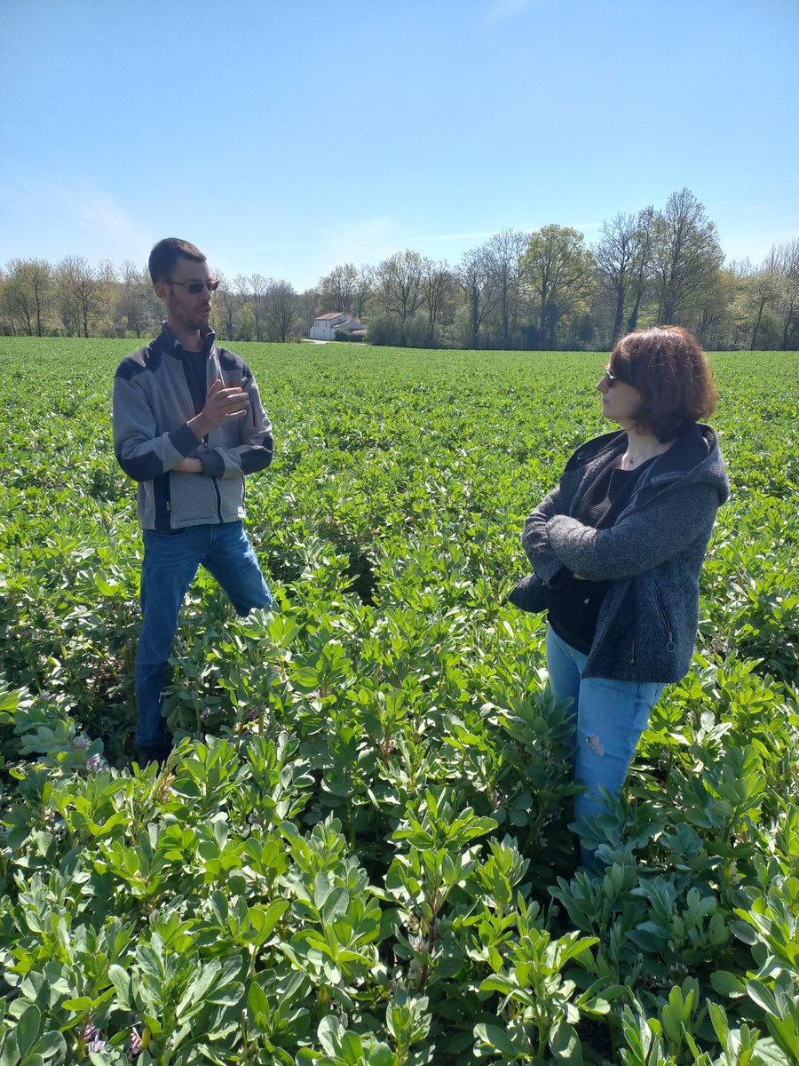 MathieuCAPDL's tweet photo. Tournage aujourd'hui d'un reportage sur l'Agriculture de Conservation des Sols #ACS avec @F3PaysdelaLoire !
Des échanges riches pour expliquer cette agriculture.

Merci à @CathyColin et Jérémy pour ce témoignage.

@CAPDL @VRCA49 https://t.co/X0TMXtChpf