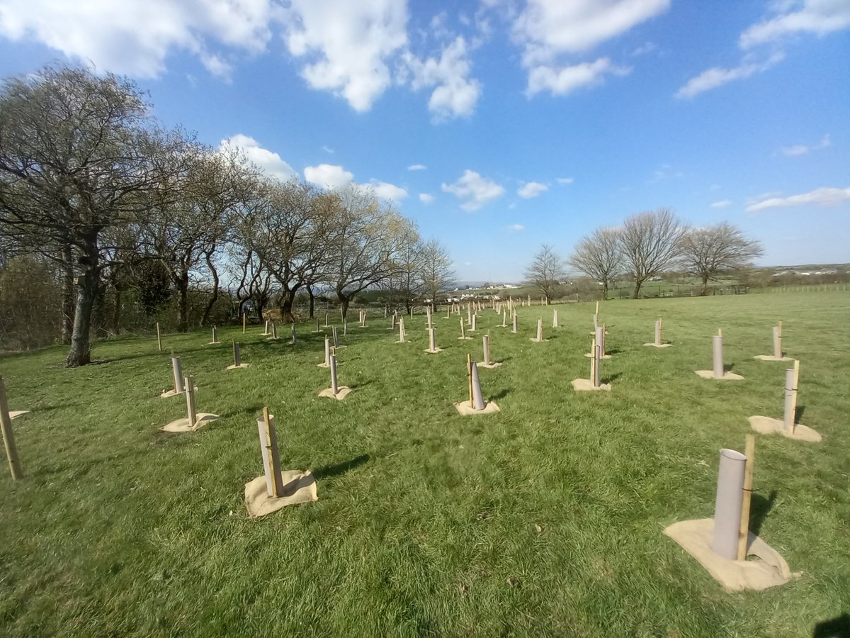CityofTreesMcr's tweet photo. What a lovely few days spent at Thornham St James’ Primary School in Oldham. 

165 children joined us - planting a new woodland area and hedges on their school grounds. As the woodland grows it can be enjoyed by pupils for years to come🌳💚

#treeplanting https://t.co/QQfkyTVuby