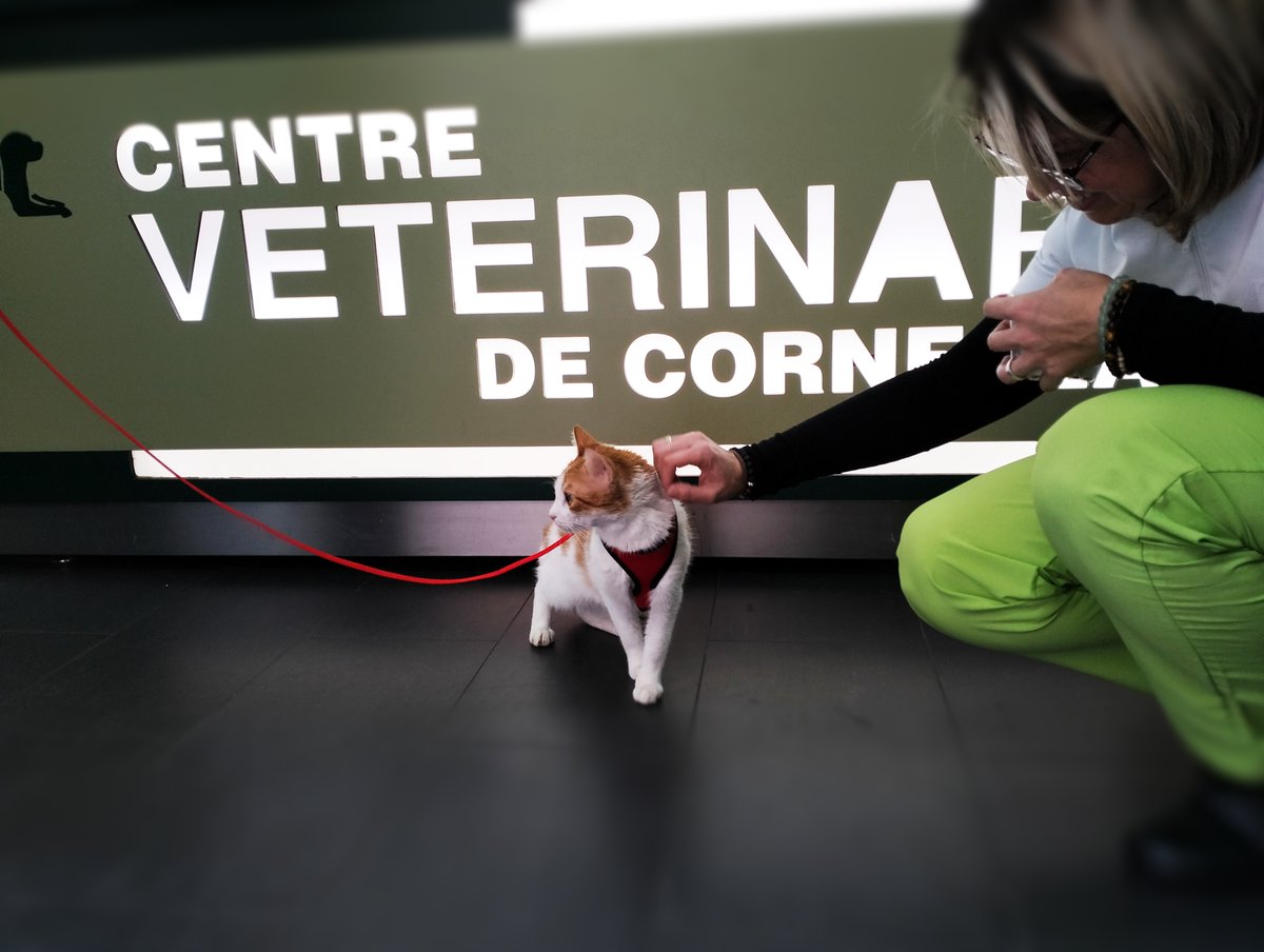 EquipVeterinari's tweet photo. Así llegó Lita a su visita, nos visitó por unos picores en las orejas y con el tratamiento adecuado, en unos días estará estupenda. Revisa al acabar el tratamiento, solo el veterinario puede dar el alta y verificar que está todo ok #CVCornella #catfriendlyclinic https://t.co/TUFoHVzuYd
