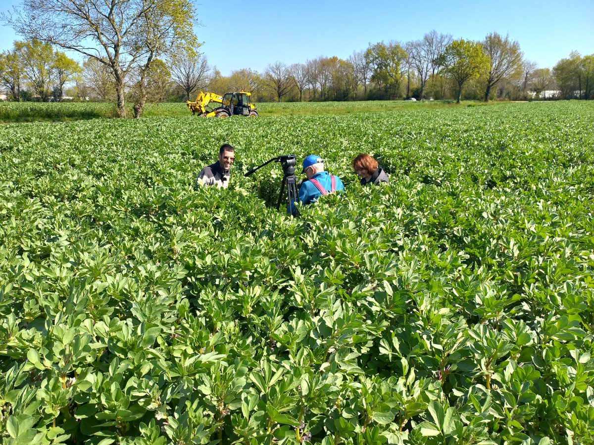MathieuCAPDL's tweet photo. Tournage aujourd'hui d'un reportage sur l'Agriculture de Conservation des Sols #ACS avec @F3PaysdelaLoire !
Des échanges riches pour expliquer cette agriculture.

Merci à @CathyColin et Jérémy pour ce témoignage.

@CAPDL @VRCA49 https://t.co/X0TMXtChpf