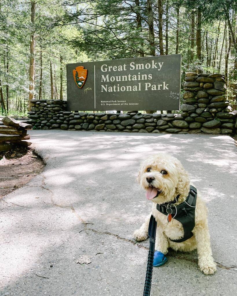 mgmros's tweet photo. Jaws: Jaws’s irritated paw didn’t stop him from exploring the @greatsmokynps where he is allowed. He officially became a Smokies BARK Ranger with a certificate and a tag! https://t.co/2kuXanT8Ab https://t.co/QqniFYTc7N