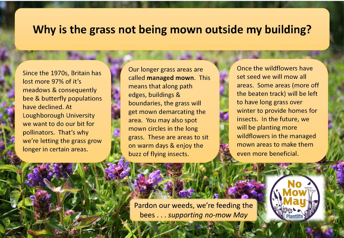 SustainLboro's tweet photo. To mow or not to mow? We are doing a step-by-step progressive development of no mow areas so that they are wildflower rich in the future. Currently they tend to be quite grass heavy so look species poor but with our management process this should change. 
(Continue reading below) https://t.co/E2IR1uKt6K