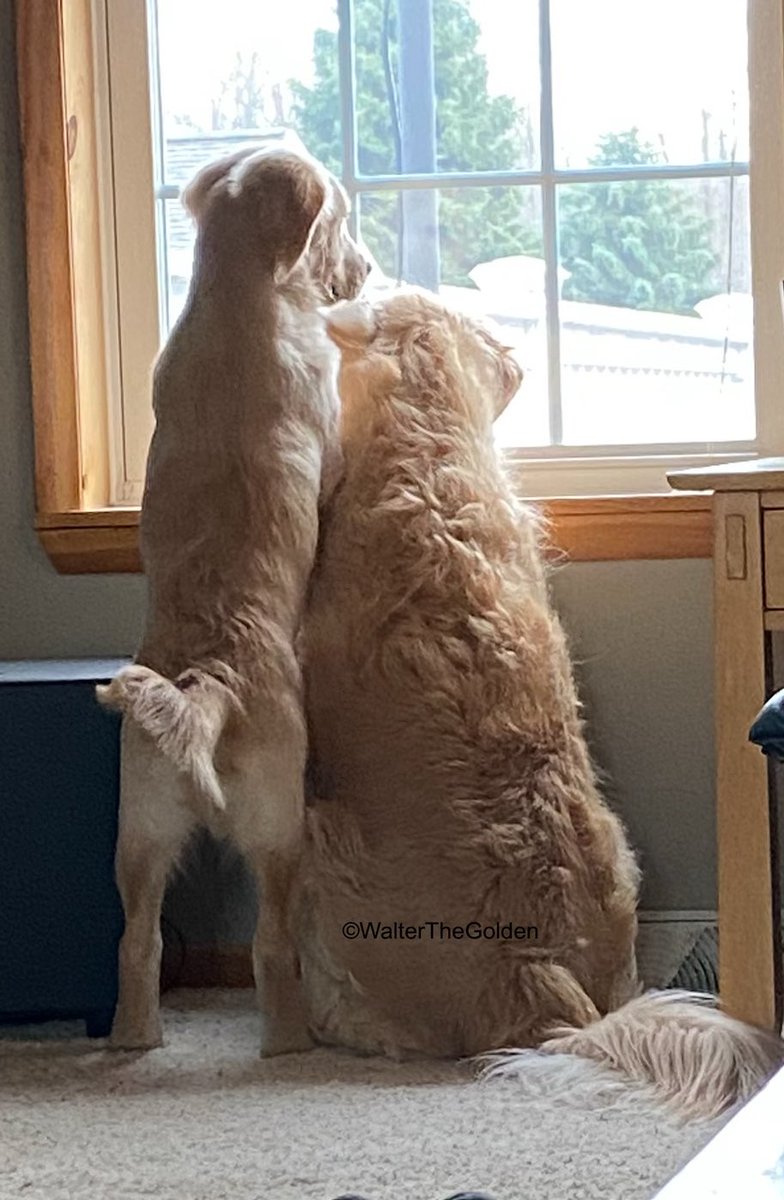WalterTheGolden's tweet photo. WEDNESDAY WISDOM WITH WALTER 
Never turn down help from a friend   🐿️   #squirrelpatrol https://t.co/4134huNQa8