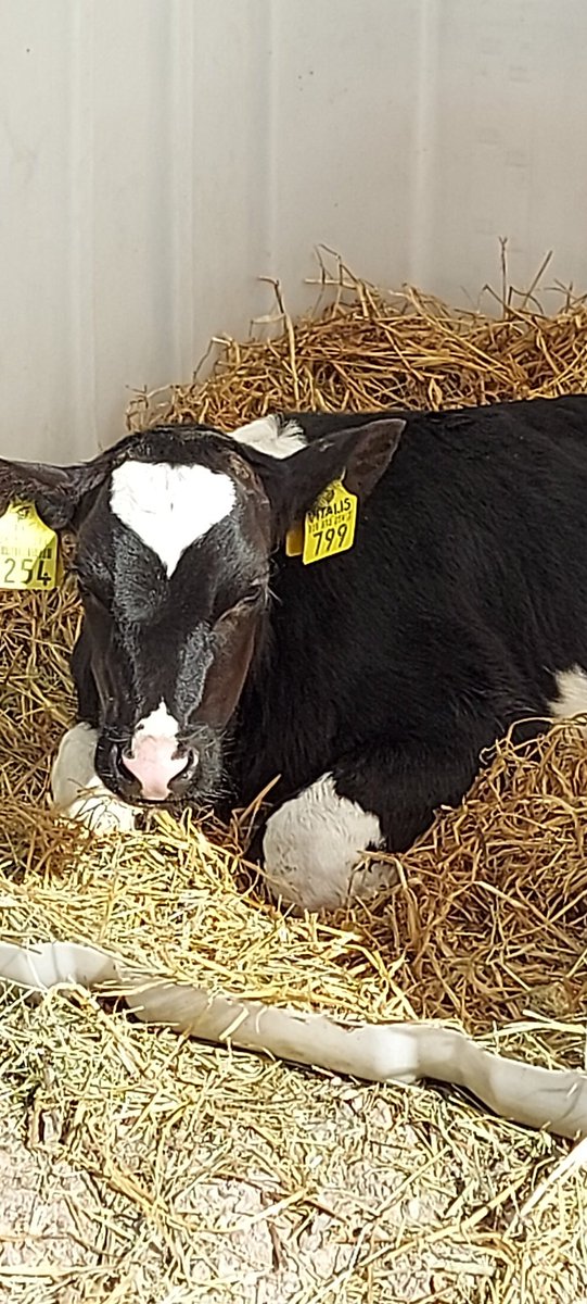 rakokiven's tweet photo. Neloset kävivät tänään maatilavierailulla. Saimme tutustua navettaan, maatilan eläimiin, maatilan koneisiin ja meille esiteltiin tilan toimintaa. Kiva ja erilainen koulupäivä. #maatilavierailu #ympäristöoppi #lahtipop #rakokivenperuskoulu #neloset https://t.co/WjhW842NND