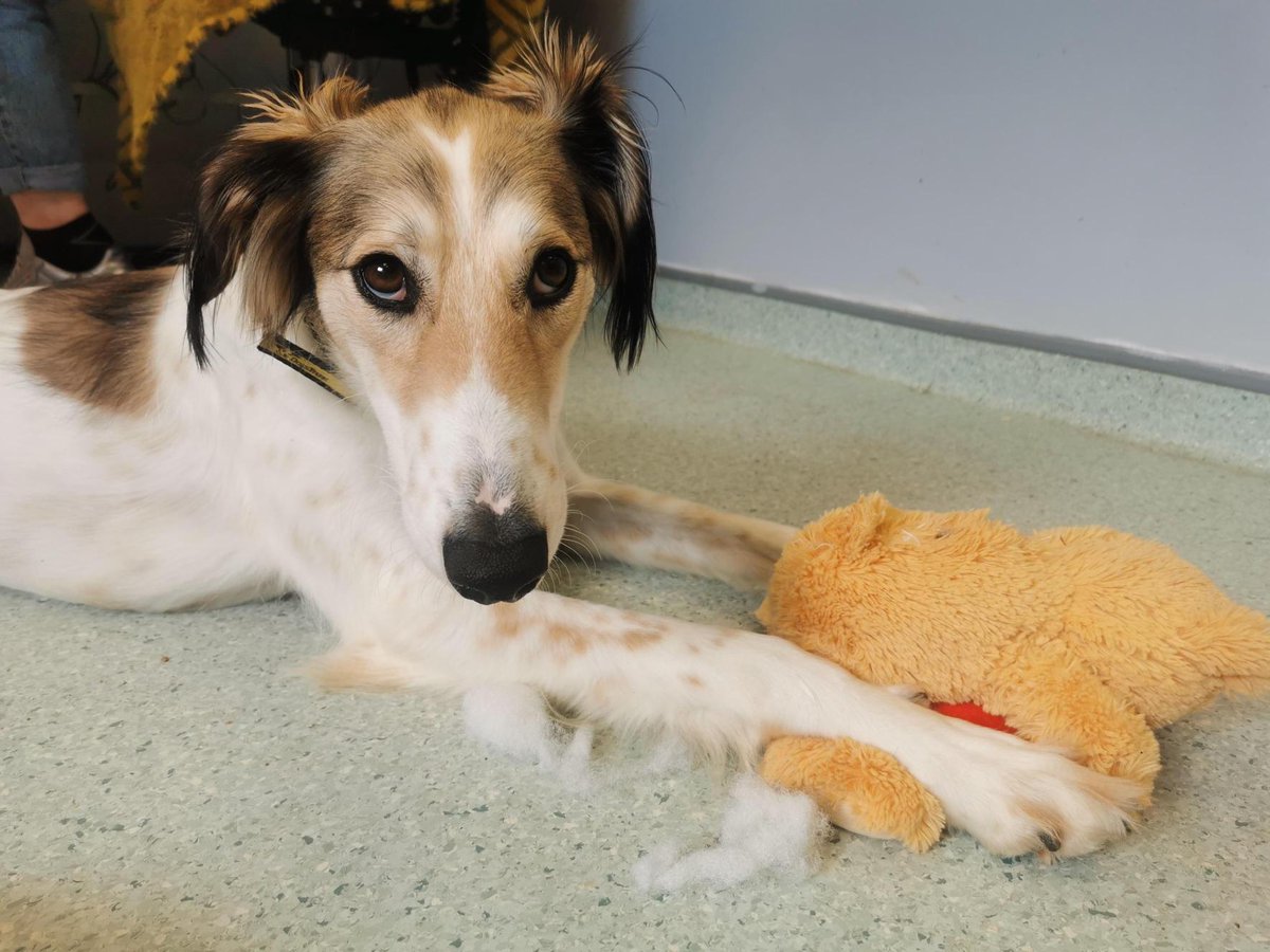 DogsTrust_IE's tweet photo. Ayrton trying to hide the evidence of the destuffing session he just had 🙈

#PoorTed #NothingToSeeHere https://t.co/kwyGEkmzyF