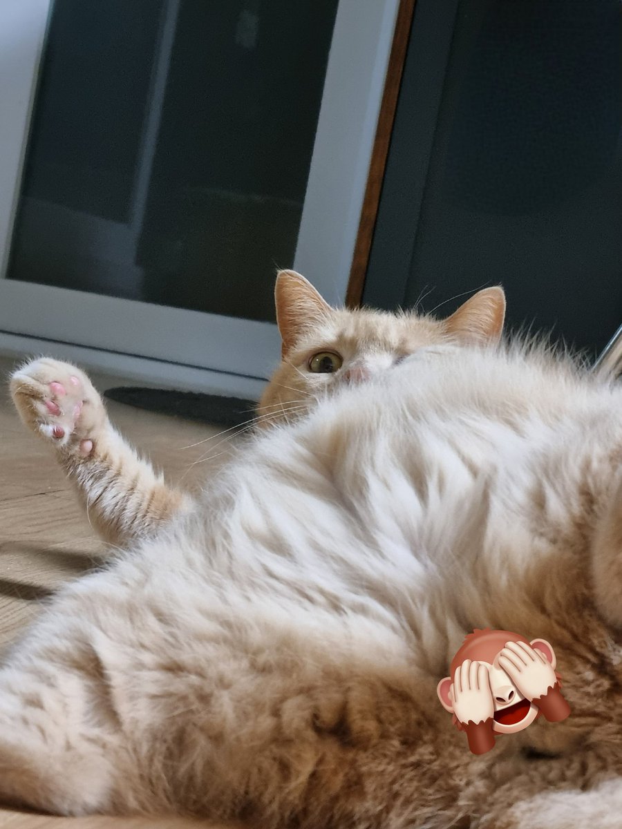 코어가 좀 부족한 고양이