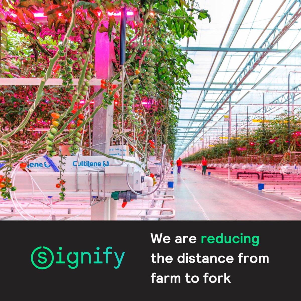 SignifyCompany's tweet photo. Our LED grow lights allow tomatoes to be grown indoors and closer to cities, reducing the kilometers from farm to fork and their carbon footprint too! Learn more: https://t.co/WUd9nDTokP
#FoodAvailability #BrighterLivesBetterWorld https://t.co/RYU7Aj7inc