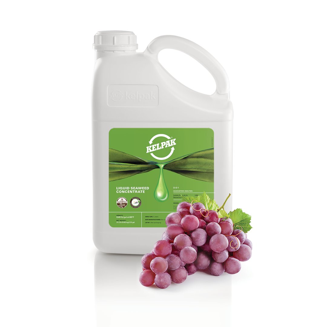 kelpakglobal's tweet photo. How to get the most out of your table grapes?
A solid solution lies in some seaweed extracts. Independent trials prove Kelpak® increases yields &amp; class 1 boxes. 

Watch video on Table Grape Trials - California:
https://t.co/n8k6kpk4m7

#kelpak #tablegrapes #biostimulants #seaweed https://t.co/2FTEcrXNbJ