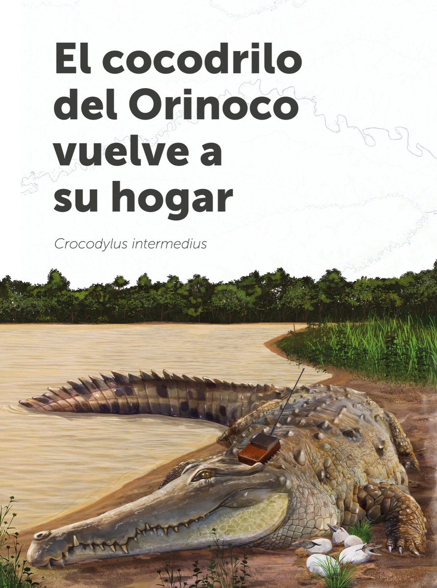 WCSColombia's tweet photo. 🐊 El cocodrilo del Orinoco es vital para la conservación de los ecosistemas llaneros y es un emblema de la cultura de esta región. Hoy se encuentra en Peligro Crítico. En esta infografía te mostramos cómo se trabaja para evitar su extinción 👉 https://t.co/fHuMJgKaXy https://t.co/RYJSzmqi27