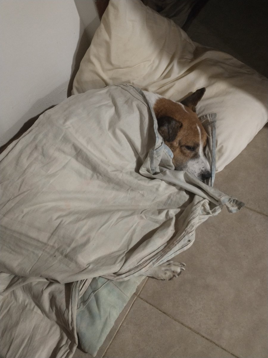 Tengo a este señor enfermo. Lamentablemente no puedo llevarlo al veterinario. Son $30 ya la consulta, eso sin tener en cuenta que posiblemente requiera un eco, rayos x y examen de laboratorio. 
Me ha tocado atenderlo según la sintomatología.
Tiene las patas hinchada y se cansa.