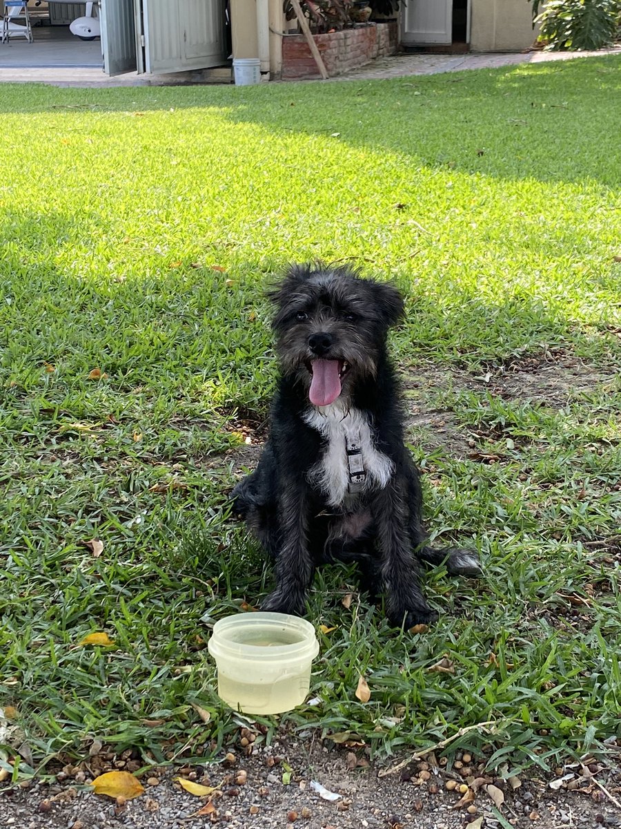 ber_panama's tweet photo. Muy salsa el chango  ladre y ladre cuando trae Correa en cdmx y ya mero me lo desnucan en teques por andar de vrguero
Jijoelave… adjunto foto del chango en cuestión, momentos antes de la tragedia: https://t.co/LeDUIoMVcz