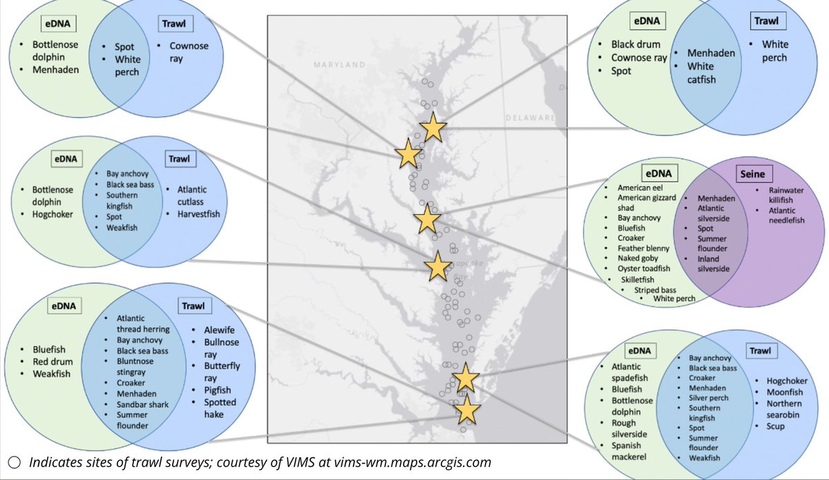 Lauren Rodriguez (@marinebio_lkrod) on Twitter photo #ChesapeakeBay is the largest estuary in the US with over 350 fish species. Efforts to monitor regional marine biology are challenging in this dynamic system. Using non-invasive #eDNA, I identified species presence (green circles) similar to trawl data collected by <a href="/VIMS_News/">Virginia Institute of Marine Science</a> 𧬠#ChesapeakeBay is the largest estuary in the US with over 350 fish species. Efforts to monitor regional marine biology are challenging in this dynamic system. Using non-invasive #eDNA, I identified species presence (green circles) similar to trawl data collected by <a href="/VIMS_News/">Virginia Institute of Marine Science</a> π§¬