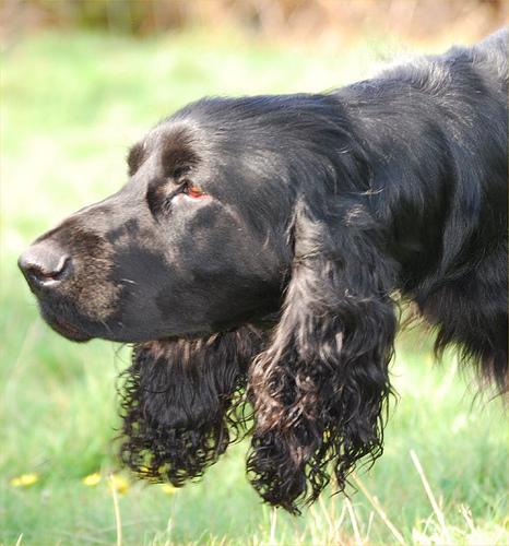 RandomDowg's tweet photo. Here's your Daily #Dog ! #Spanielsussex #randomdowg https://t.co/fzlT4DgusR