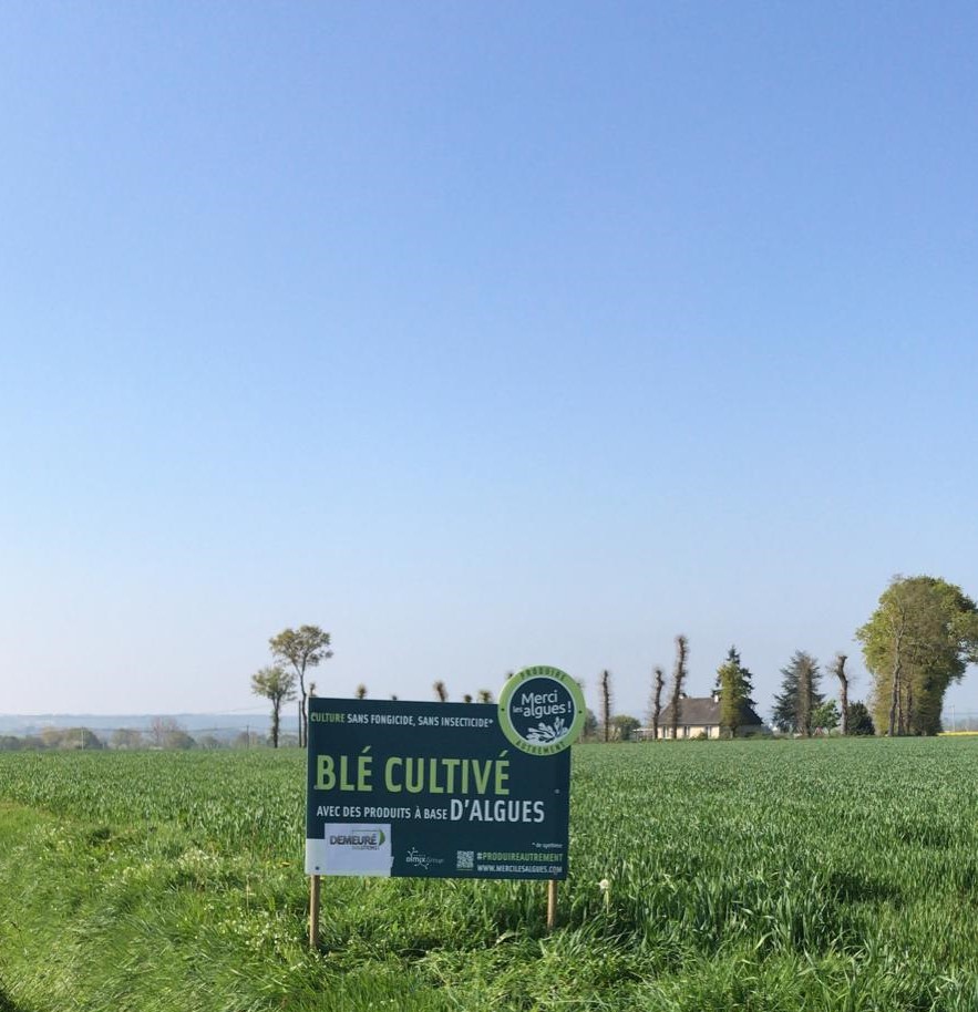Blé Meunier MLA
Nos agriculteurs se sont engagés dans la filière "Merci les Algues"
Soucieux de l'environnement, ils traitent leur blé avec des algues (alternative naturelle).
Nos techniciens sont présents pour vous accompagner dans cette démarche de qualité.
<a href="/MerciLesAlgues/">Merci les algues</a>