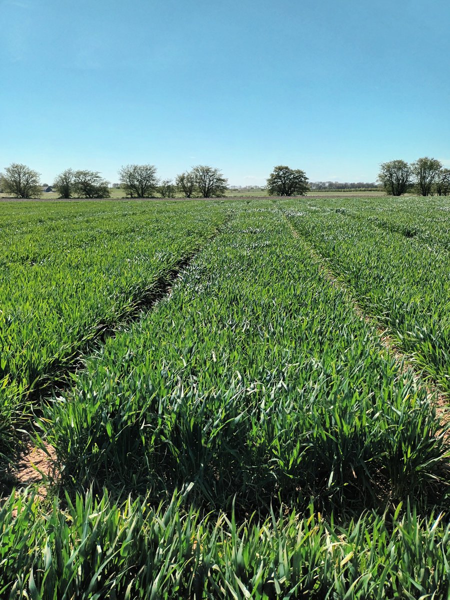 Trial visit with <a href="/AdasBlake/">Jonathan Blake</a> and <a href="/sokolidi/">Anastasia Sokolidi</a> all plots looking good and yellow rust seen in Zyatt and Spotlight! 👍👌😀