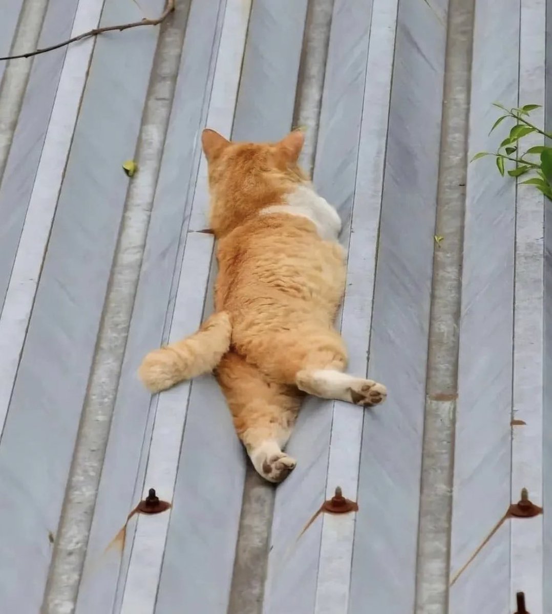 แงวฉ้มอ้วมบนหลังคา ที่มีสถานะเป็นของเหลว