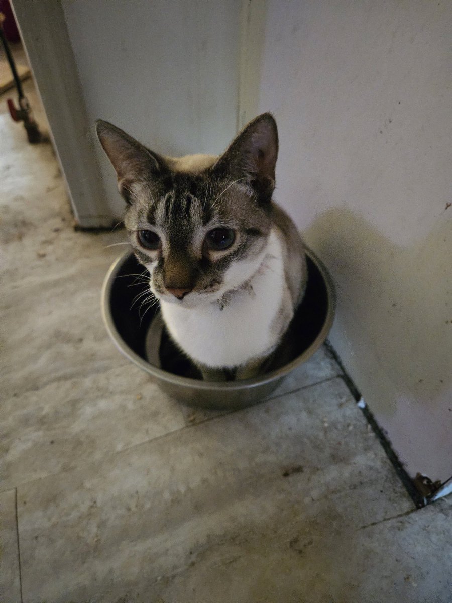 When the cat is trying to tell you the water bowl is empty...