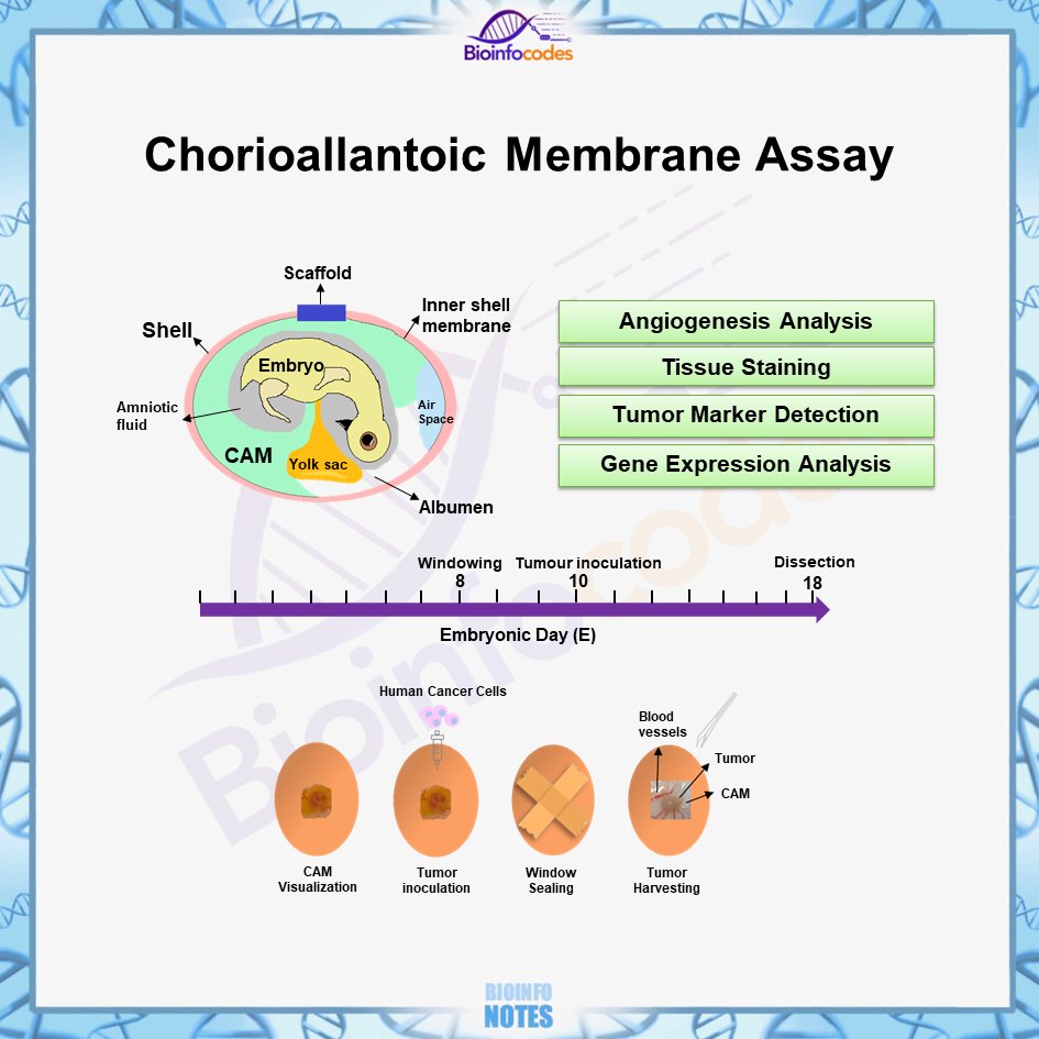 bioinfocodes's tweet photo. New #bioinfonotes about Chorioallantoic Membrane Assay has been published !
#biology #chorioallantoicmembrane #membrane #angiogenesisanalysis #geneexpression #marker #tumormarker #Scaffold #calcium #nutrient #vascularstructureย #biologynotes https://t.co/LwPMEKcpv7