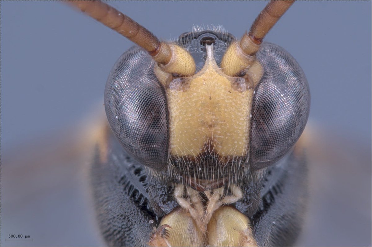 FaunaTea's tweet photo. New #darwinwasps species of the genus Acerataspis (Hymenoptera, Ichneumonidae, Metopiinae)
https://t.co/iRC9efvVmq https://t.co/ktufd3r5aD