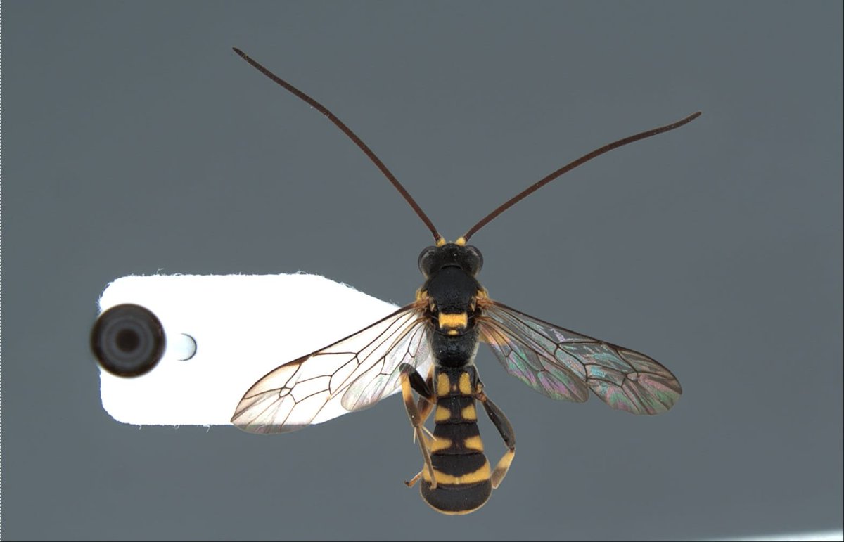 FaunaTea's tweet photo. New #darwinwasps species of the genus Acerataspis (Hymenoptera, Ichneumonidae, Metopiinae)
https://t.co/iRC9efvVmq https://t.co/ktufd3r5aD