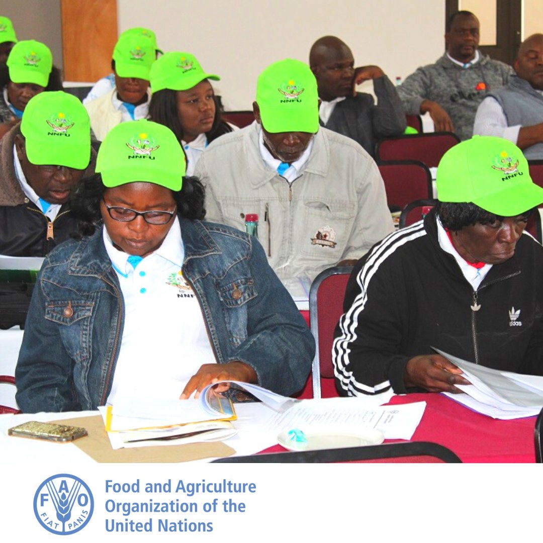 FAONamibia's tweet photo. Strong and capable institutions can play an important role in the elimination of hunger and poverty.
@FAO is helping to improve the governance and institutional capacity of the Namibia National Farmers Union-#NNFU.
More๐ https://t.co/ZwMfsbcBxp https://t.co/o8f12tA0ax