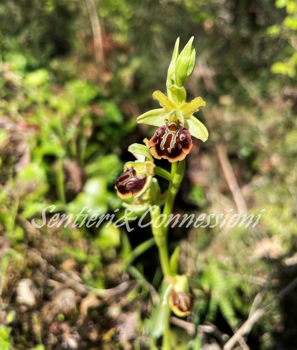 _sentieri's tweet photo. Ofride verde-bruna o anche Ofride Fior di Ragno. 
Specie protetta oltre che rara, fa parte della famiglia delle orchidaceae e come tale simula con la sua "veste" e con l'emissione di odori specifici l'insetto femmina, con lo scopo di attrarre con l'inganno l'insetto maschio. https://t.co/KwBYQpQ23C