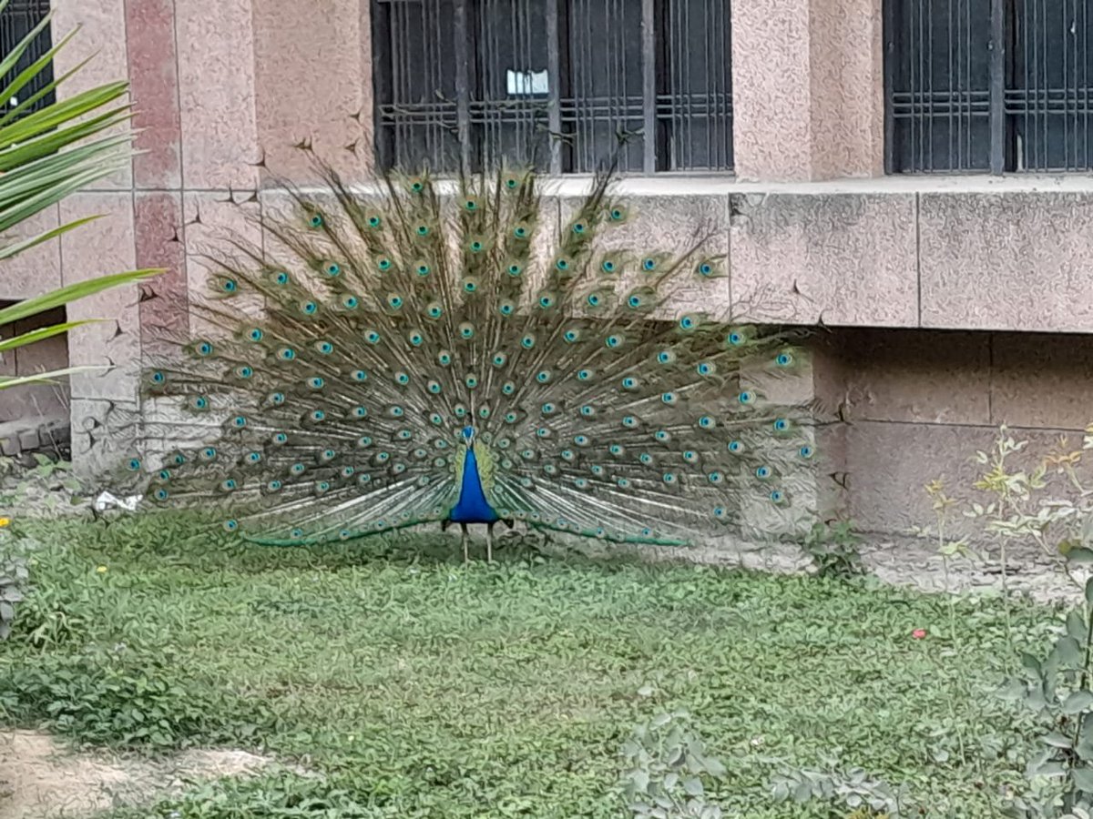 KaumudiSingh9's tweet photo. A new visitor at  @foetlkouniv https://t.co/ho8SF3xIbN