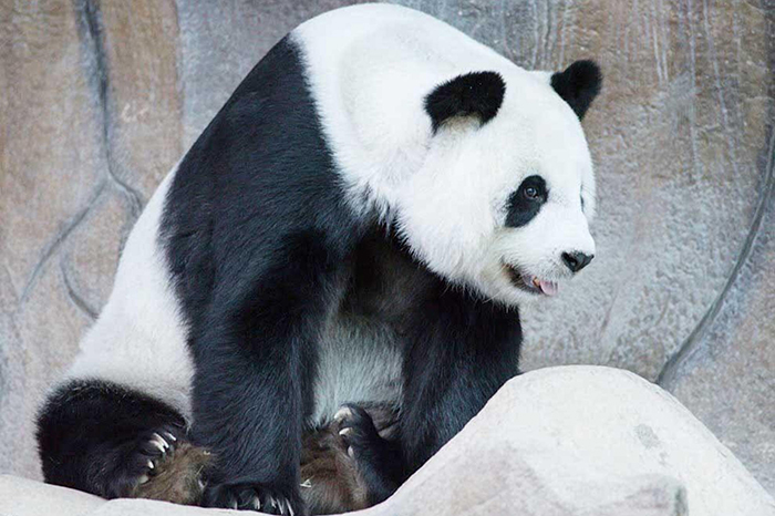 vozmichoacan's tweet photo. Fallece #LinHui, el último panda cedido por #China que quedaba en #Tailandia

Más detalles: 👉https://t.co/Ihbb55WTTL https://t.co/0EAqwUGxV9