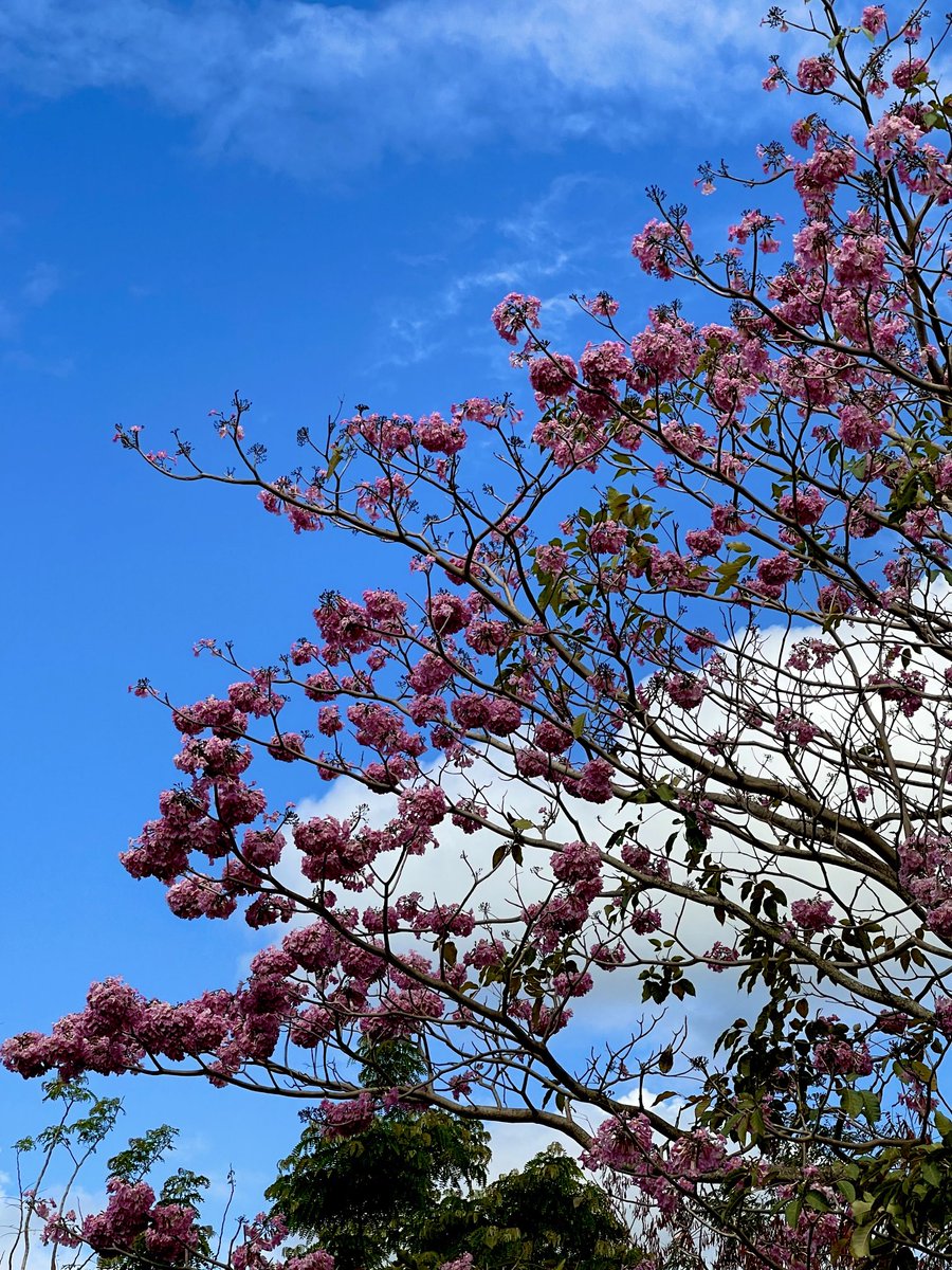 epintadorm's tweet photo. My lovely pink oak today ๐ #morningwalk #havingfun #nature #pinkoak #trees #spring https://t.co/1Q4FV8bwkS
