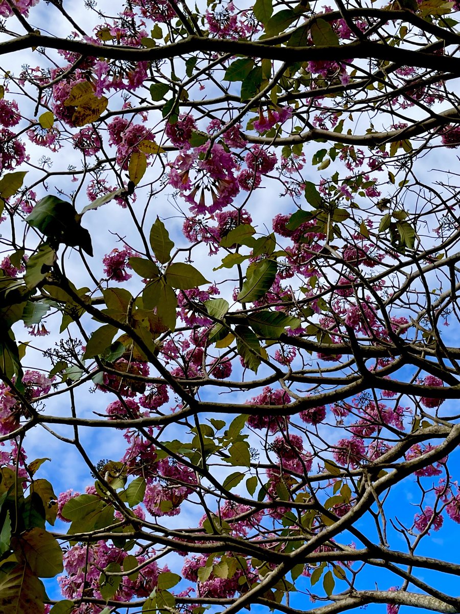 epintadorm's tweet photo. My lovely pink oak today ๐ #morningwalk #havingfun #nature #pinkoak #trees #spring https://t.co/1Q4FV8bwkS