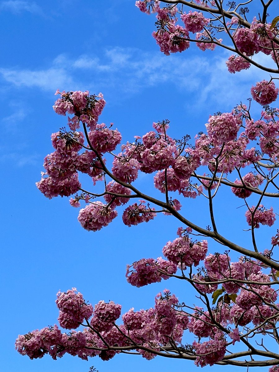 epintadorm's tweet photo. My lovely pink oak today ๐ #morningwalk #havingfun #nature #pinkoak #trees #spring https://t.co/1Q4FV8bwkS