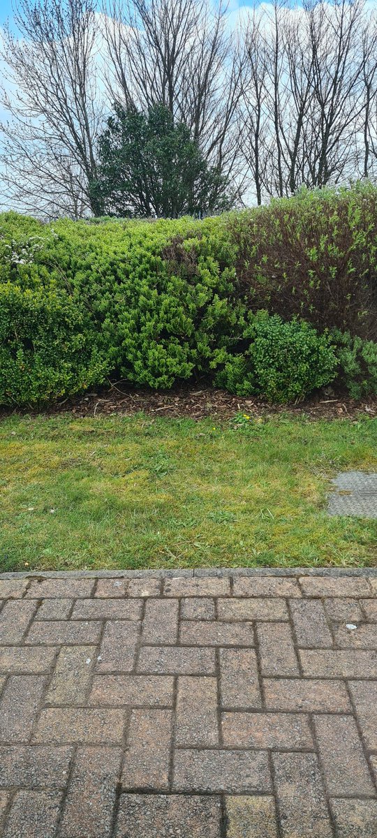 Admiring the shrubs outside of my front door.. reminds me of the time I pushed H from Steps into it after our arm wrestling tournament turned sour. #drinkingmemories #strength #steps #5-6-7-8