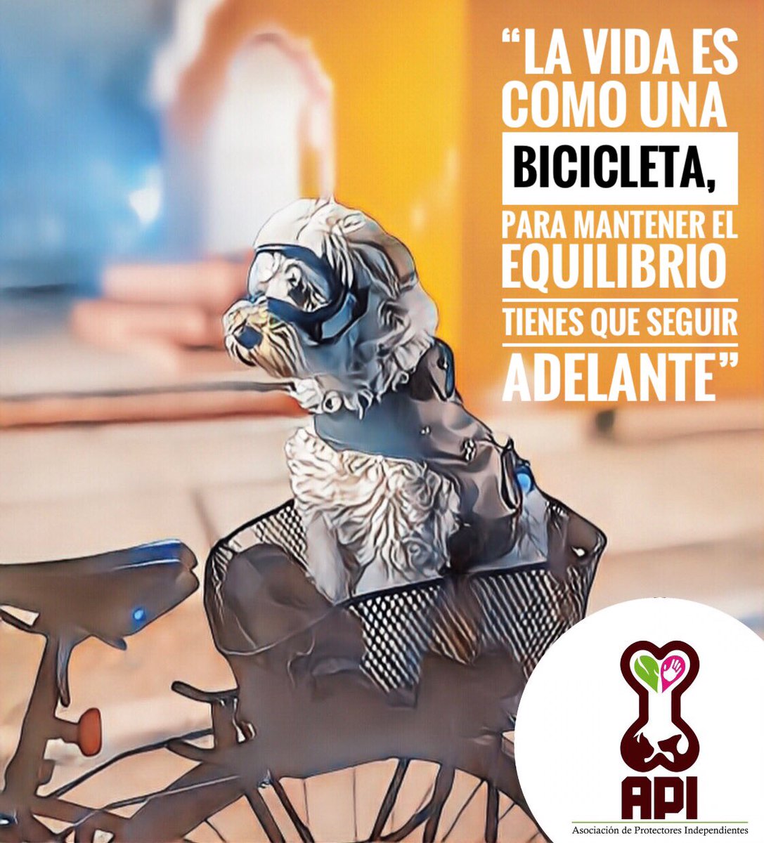 apitexmelucan's tweet photo. 🚲 #DÍAMUNDIALDELABICICLETA 
con la finalidad de promover el uso de este medio de transporte, crear conciencia y destacar sus beneficios para la salud.
Hoy más que siempre el medio ambiente nos necesita, seamos conscientes con el. 
#TEAMAPI
#bicicleta https://t.co/gWGxt6eJC5