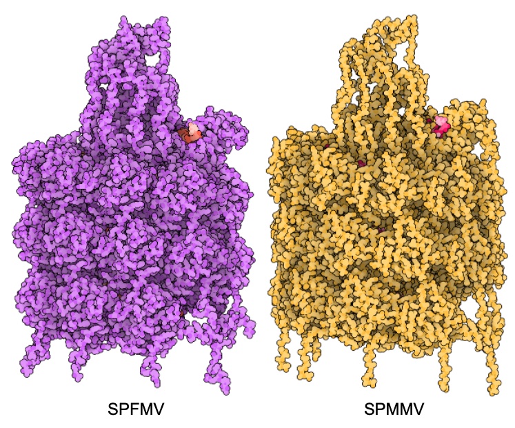 JJLopez_Moya's tweet photo. Read our latest #research on Virus-like particles (VLPs) of SPFMV and SPMMV plant viruses, published with @SpringerNature in @CommsBio . (Collaboration @Cragenomica with @Lomonossoff_Lab @JohnInnesCentre and @naranson @UniversityLeeds ) https://t.co/9uAZVvkpIU https://t.co/IgbjzIynqy
