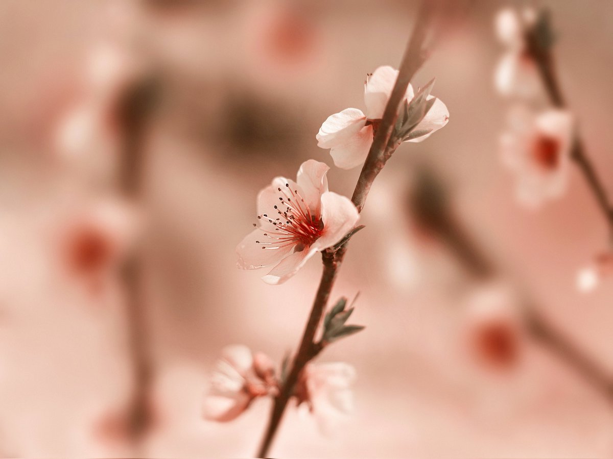 Velvet Bloom 🌸

7.5 tez 

#photez4earth 

🔗👇