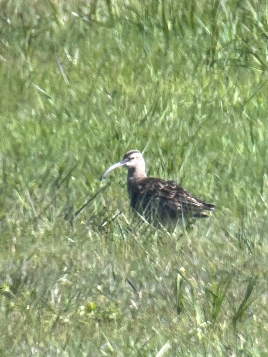 KeithCHamer's tweet photo. @YorkBirding Two whimbrel still in front of platform at Thorganby: feeding well in wet grass at near side of Ings https://t.co/14XS9qLwLq