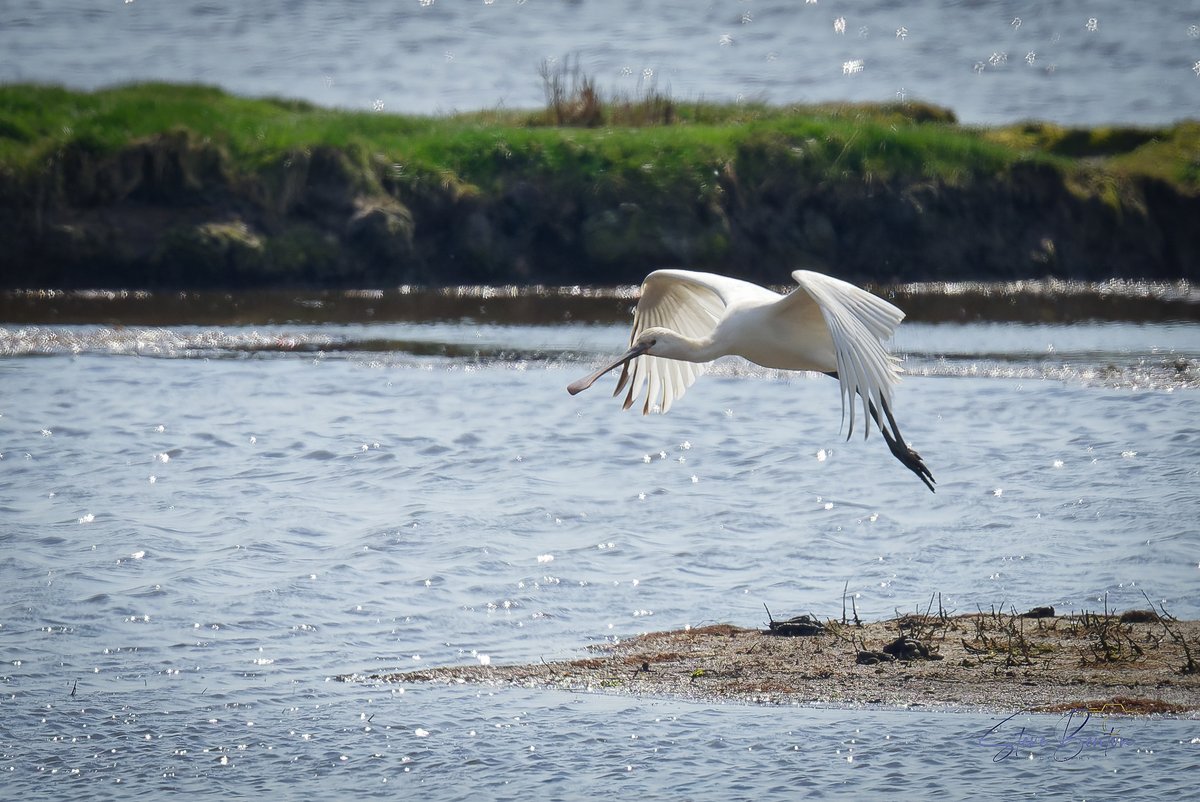 WWT Llanelli has so much to point your camera at, The Little Grebe with what I think in a dragonfly nymph, the Lapwing and Shoveller glowing in the sunshine and a Spoonbill that stayed just out of range @WWTLlanelli @glamorganbirds @RSPBCymru @GOWEROS1