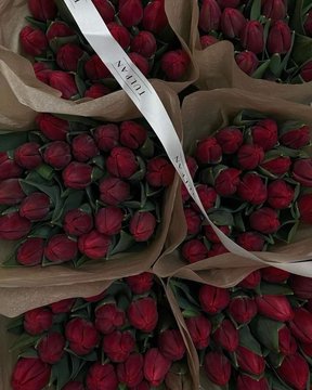 veronikaaSS98's tweet photo. red tulips https://t.co/7xbZIJ7v2r