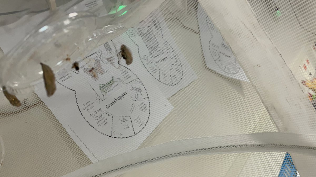 Sra_Wade's tweet photo. Coming soon to our classroom….
#christienation #SraWade2nd #butterflylifecycle #science2ndgrade https://t.co/4CU6mmcg80