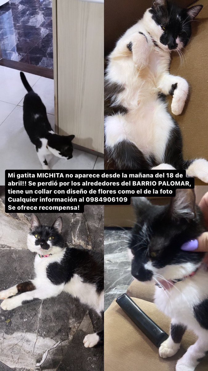Ayudando Peludos tweet media
