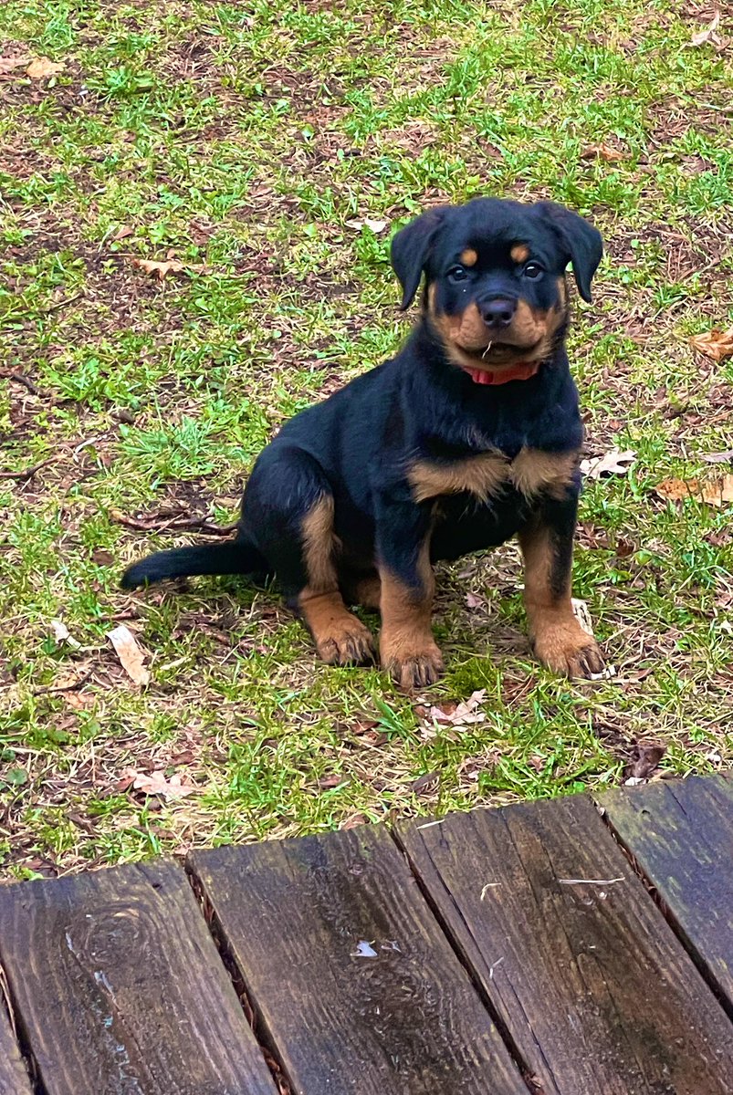 TracyIt99's tweet photo. help please

Best smart collar on the market
GO ⬇️

no, not for me, for this little girl    

#dogs #smartcollar #Rottweiler #puppy #gadgets https://t.co/C98pHwNalQ