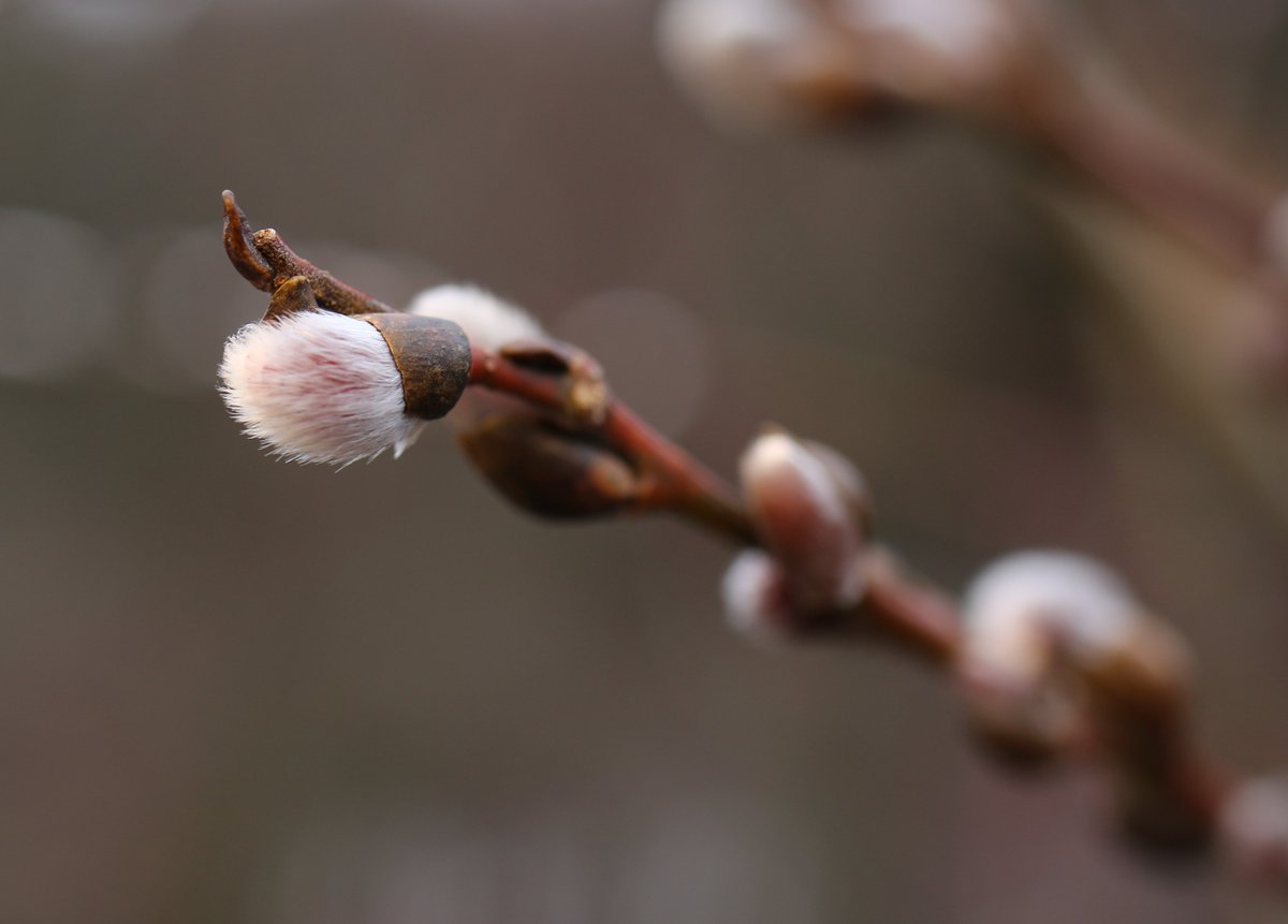 Upper Thames River Conservation Authority tweet media