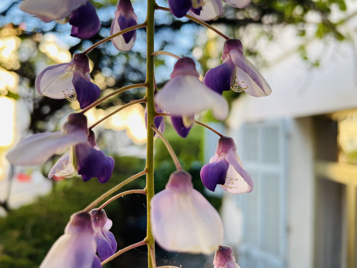 HotelAlexandre3's tweet photo. Glycine.
#color #glisse #glycine #wisteria #cotedazurnow #Cannes2023 #spring #life #instalife #instaCannes #mylife #purple #violet #instasmell https://t.co/TJf3L2BIld