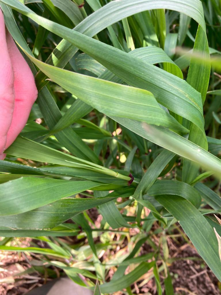 Cereals motoring on the plots