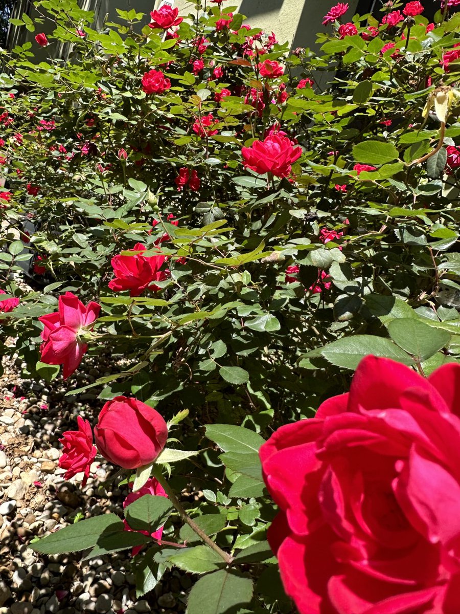 MuseoTx's tweet photo. Spring is in full bloom at Museo!

#LoveWhereYouLive #Museo #Austin #LuxuryRentals #Spring2023 #Nature #Flowers #Trails #Community #WeLoveOurResidents https://t.co/P6iu2tFqTB
