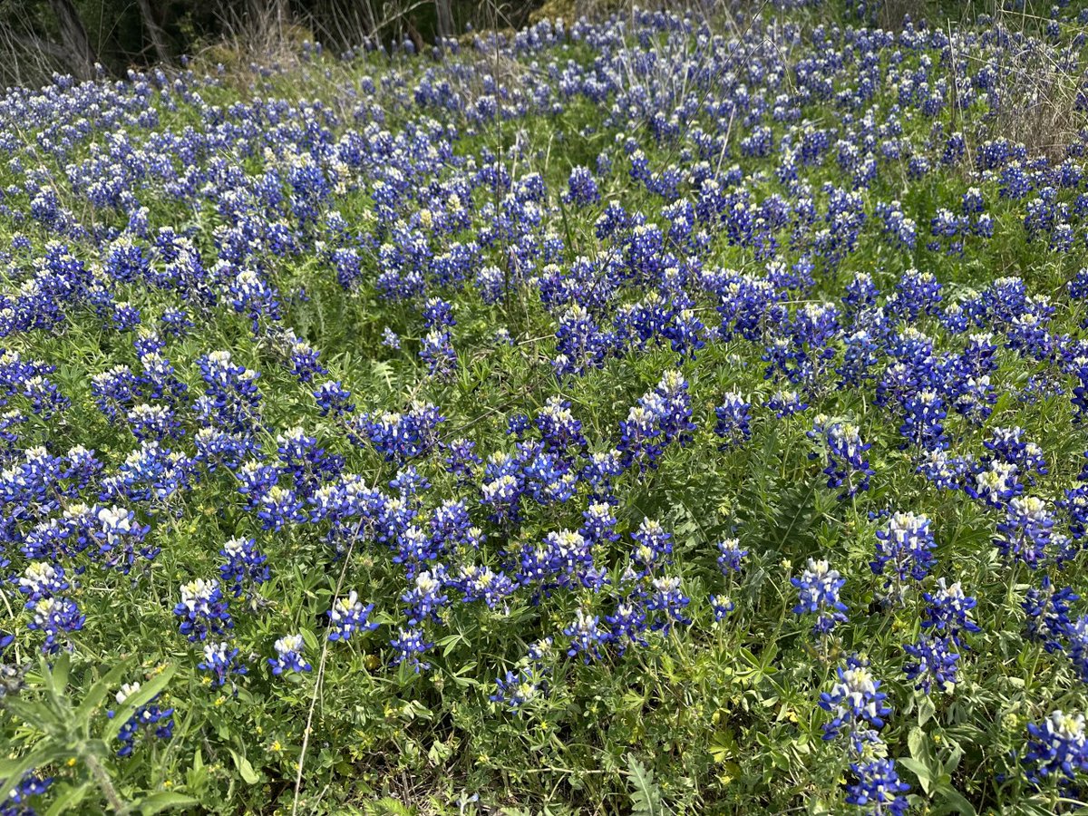 MuseoTx's tweet photo. Spring is in full bloom at Museo!

#LoveWhereYouLive #Museo #Austin #LuxuryRentals #Spring2023 #Nature #Flowers #Trails #Community #WeLoveOurResidents https://t.co/P6iu2tFqTB