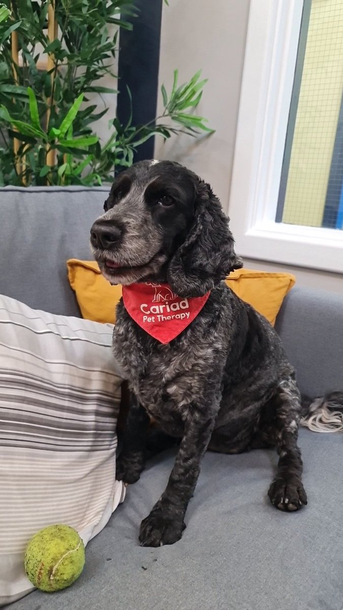 huwrob62's tweet photo. @CariadPet @YsgolGCasnewydd
Darllenodd y plant i Jet yn y Hafan cyn cael hwyl gyda'r bêl yn yr awyr iach 😊❤️
#pettherapy #dogsofinstagram #therapydog #therapydogsofinstagram #animalassistedtherapy #therapyspaniel #roanspaniel #Wellbeing #cariadpettherapy
#lles https://t.co/9XMrl4o67I