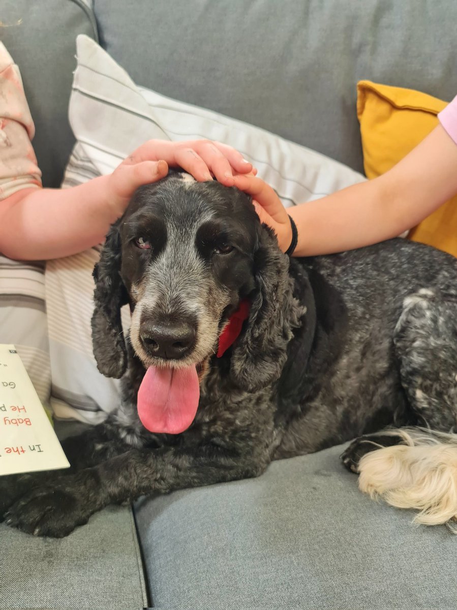 huwrob62's tweet photo. @CariadPet @YsgolGCasnewydd
Darllenodd y plant i Jet yn y Hafan cyn cael hwyl gyda'r bêl yn yr awyr iach 😊❤️
#pettherapy #dogsofinstagram #therapydog #therapydogsofinstagram #animalassistedtherapy #therapyspaniel #roanspaniel #Wellbeing #cariadpettherapy
#lles https://t.co/9XMrl4o67I